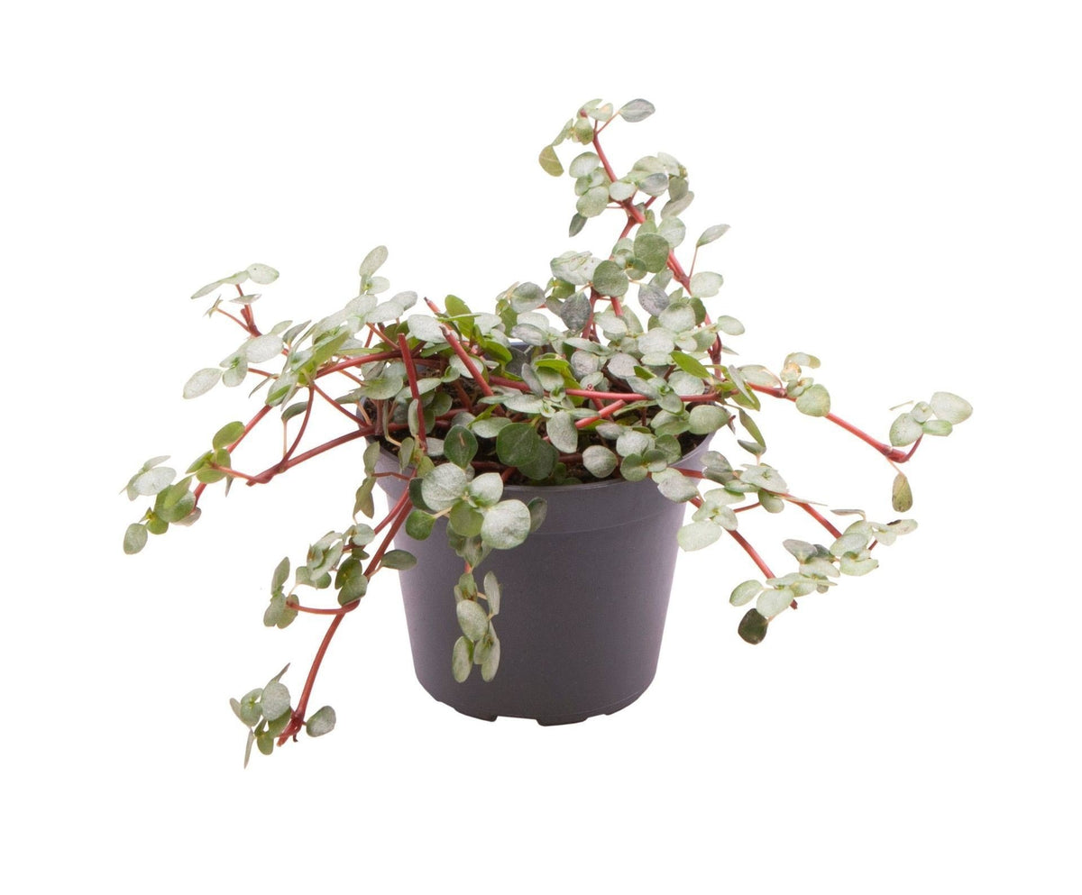Pilea glauca 'Greyzy'