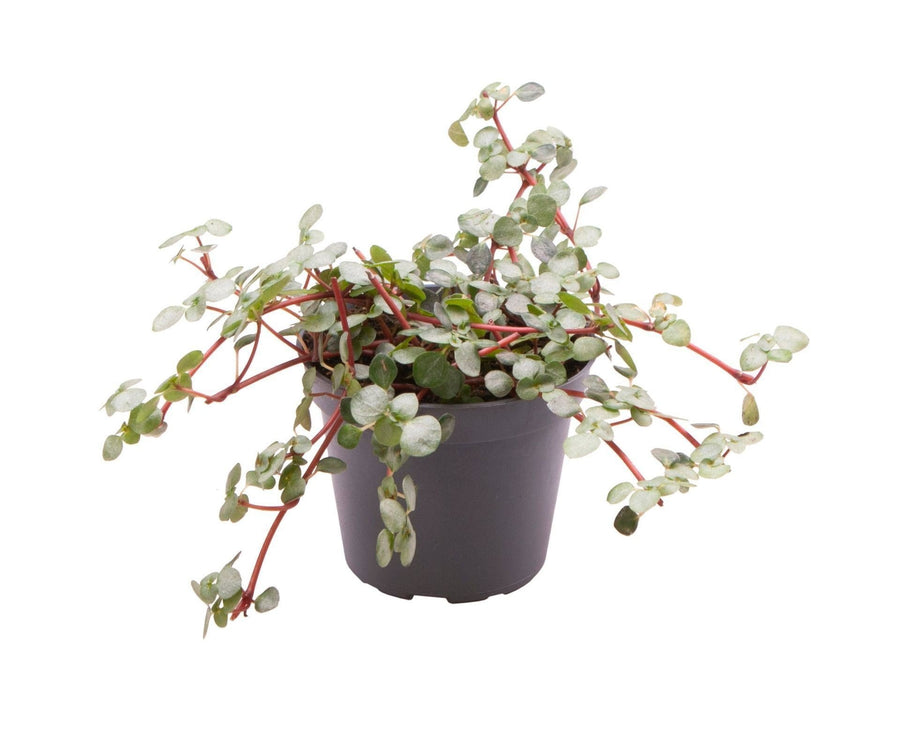 Pilea glauca 'Greyzy' 10 cm hoog, pot ø6 cm