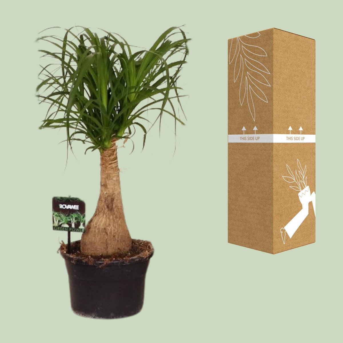 Ponytail palm 60 cm tall, pot ø19 cm