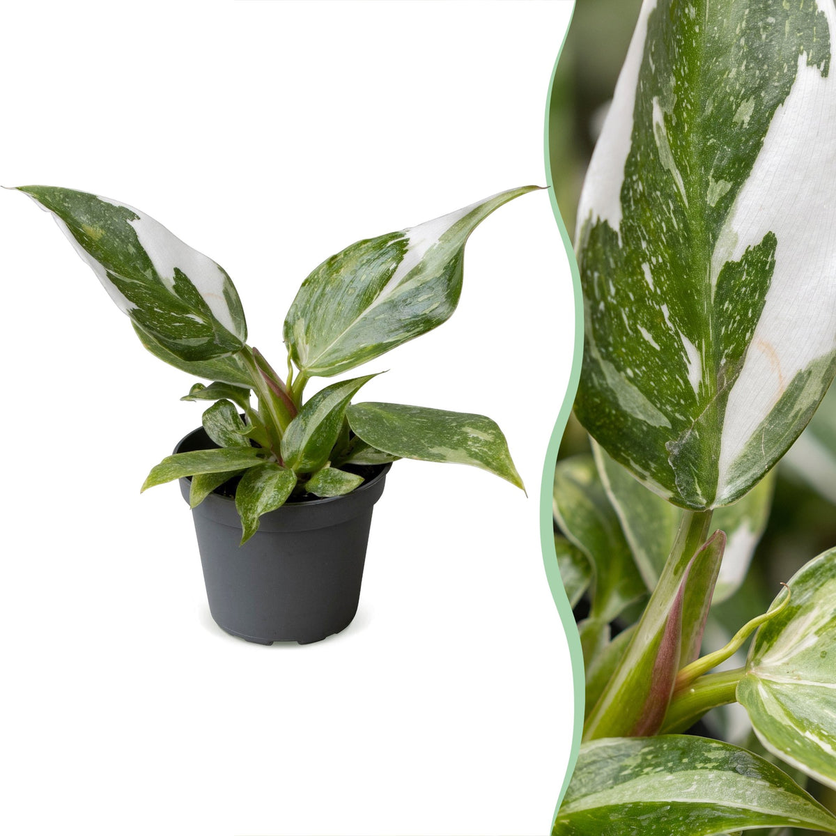 Philodendron 'White Princess'