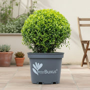Schimmelresistente buxus bol 30 cm, pot ø26 cm, set van 2
