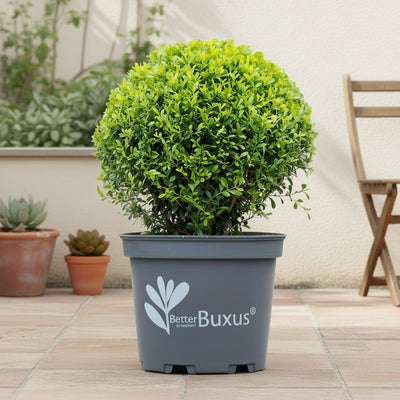 Schimmelresistente buxus bol 30 cm, pot ø26 cm, set van 2