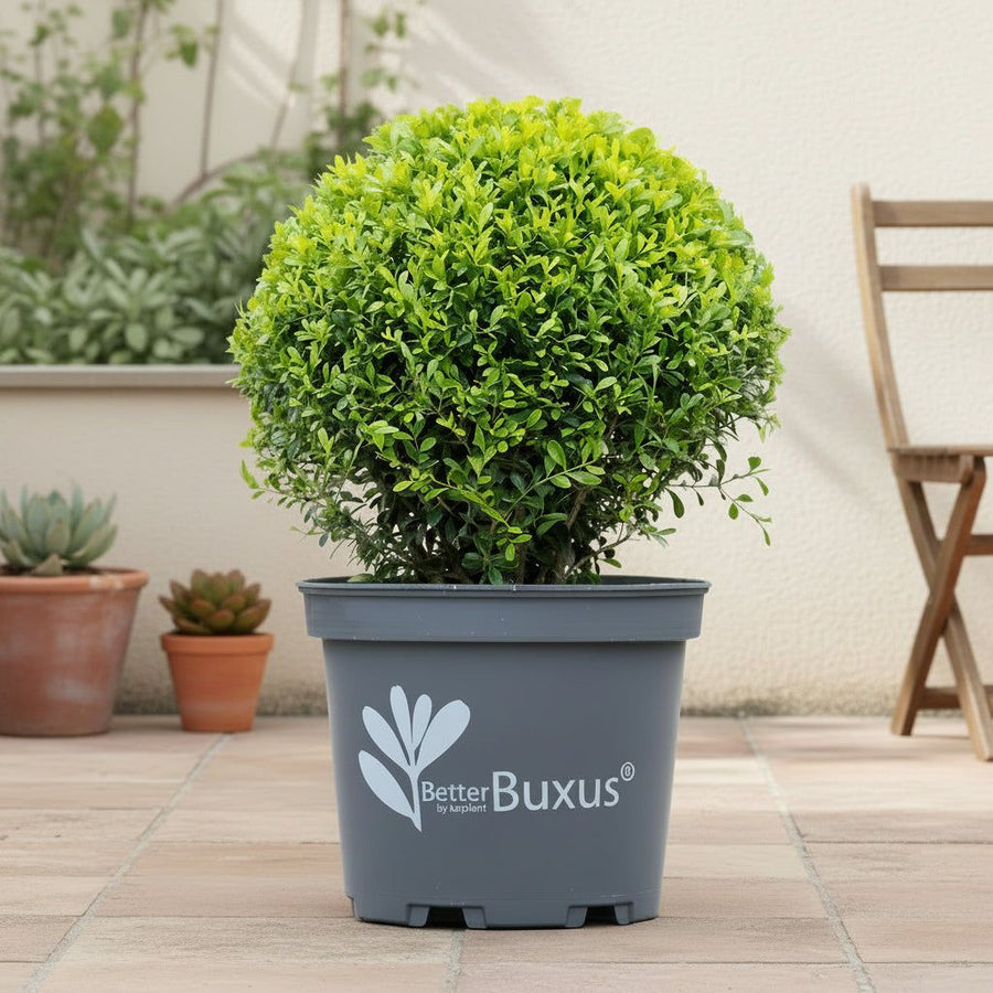 Schimmelresistente buxus bol 30 cm, pot ø26 cm, set van 2