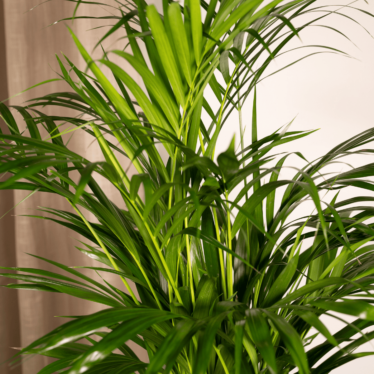 Goudpalm (Dypsis lutescens)