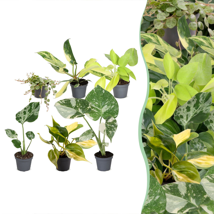 Baby Tropical Mix (6 planten, pot ø6 cm)