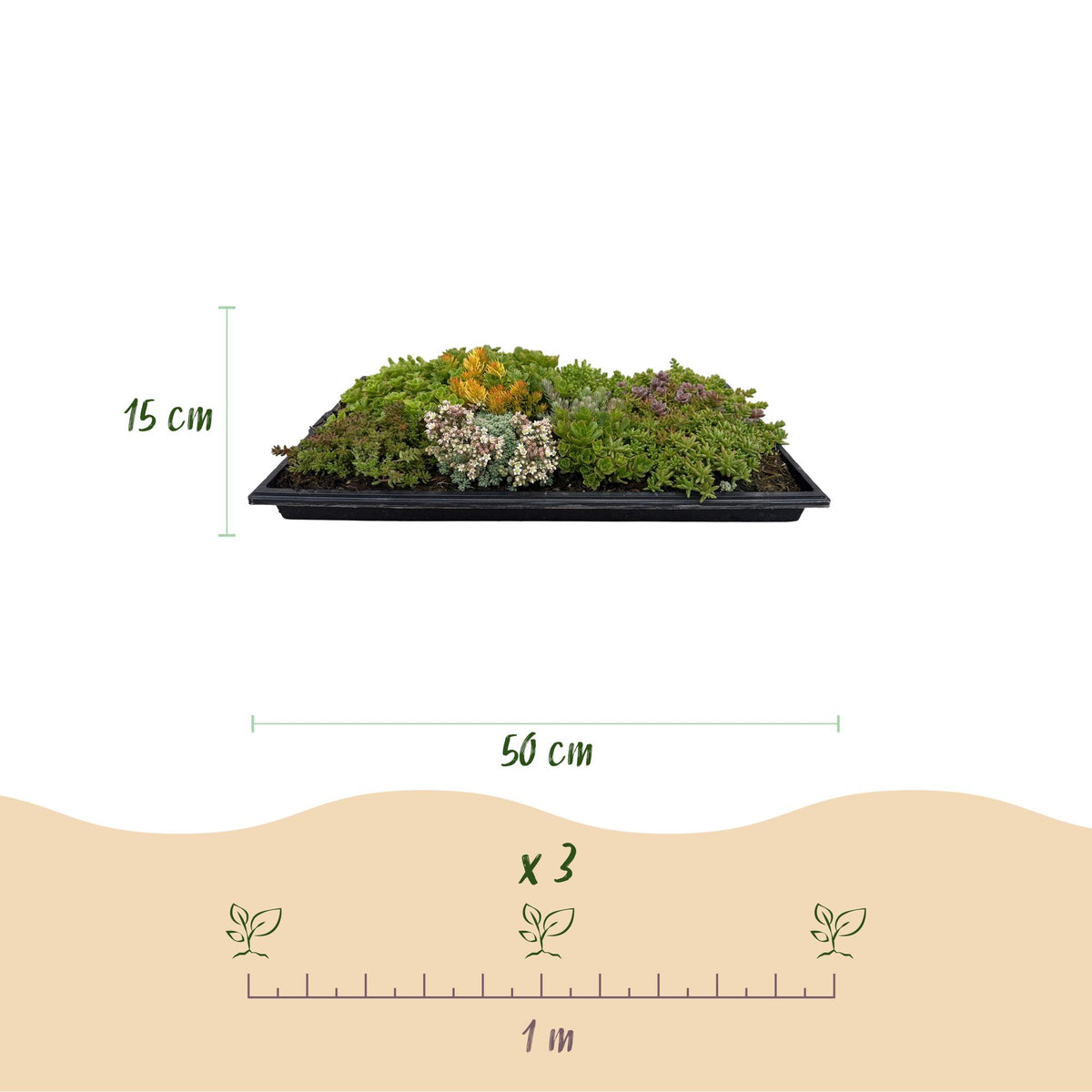 Sedum