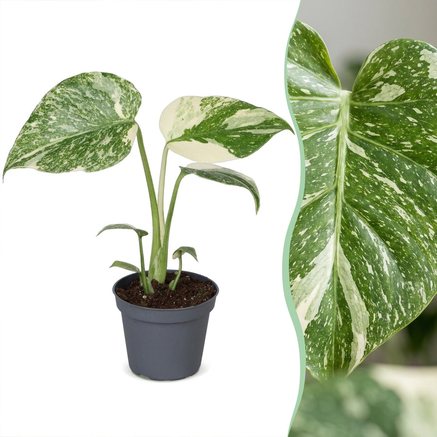 Monstera (Monstera 'Creme Brulee') 14 cm høj, potte ø6 cm