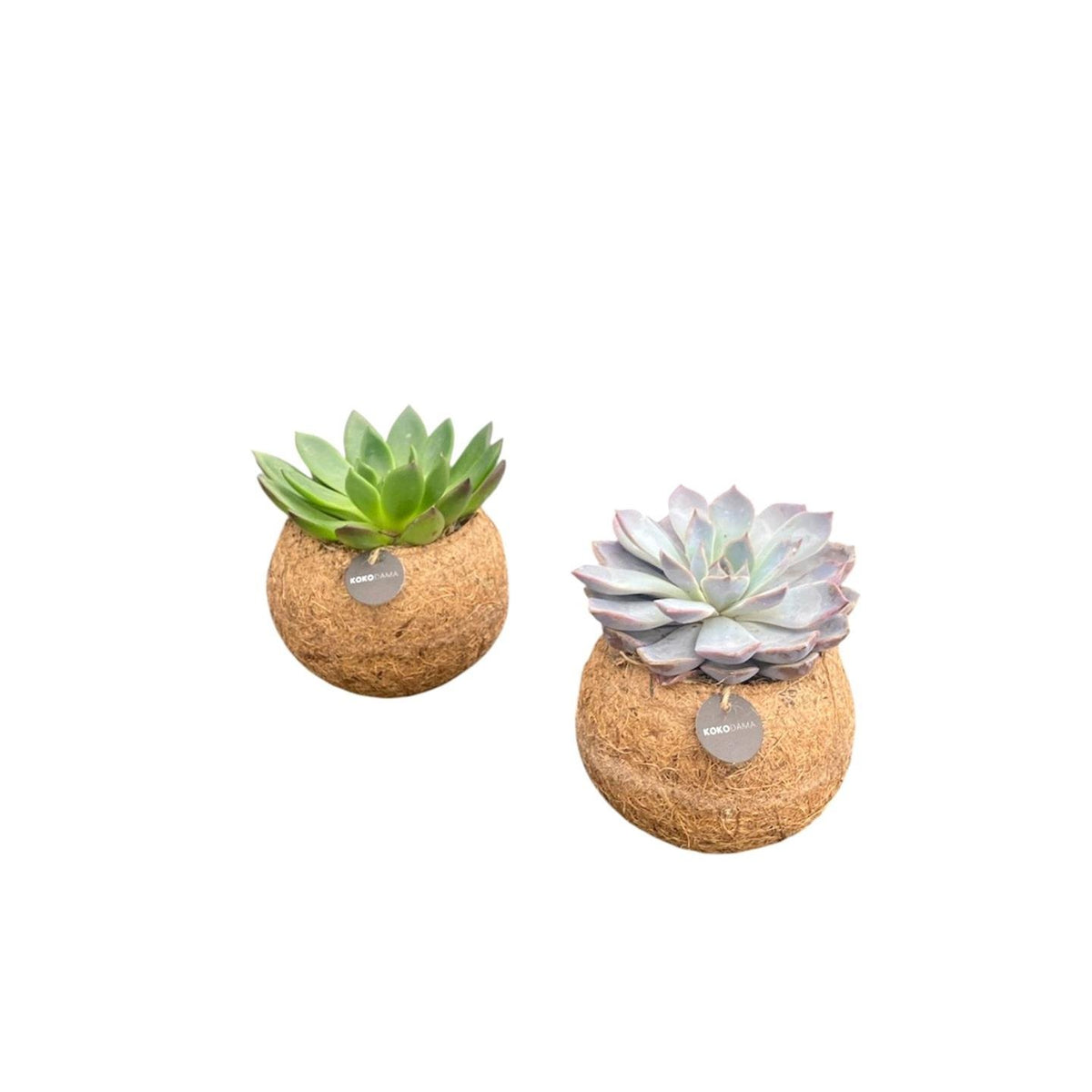 Kokodama Echeveria-mix stående, boll ø12 cm, set med 2