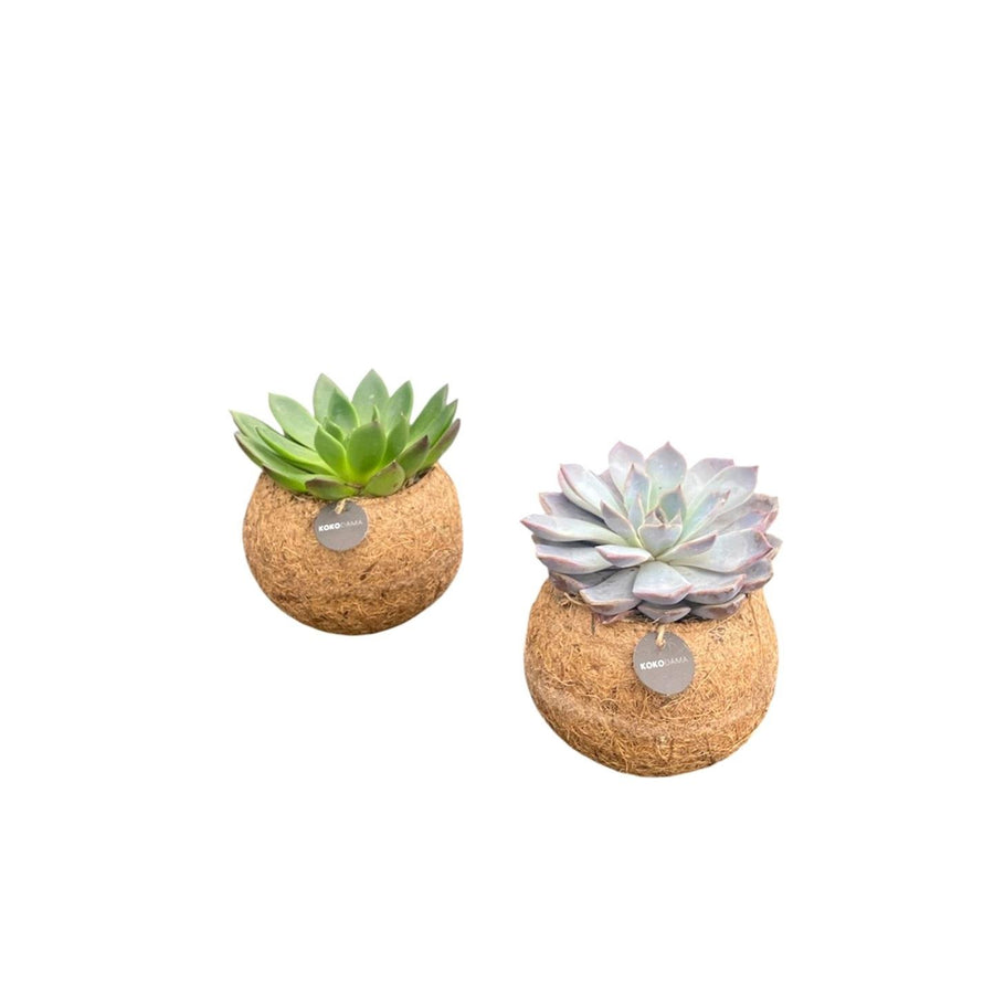 Kokodama Echeveria-mix stående, boll ø12 cm, set med 2