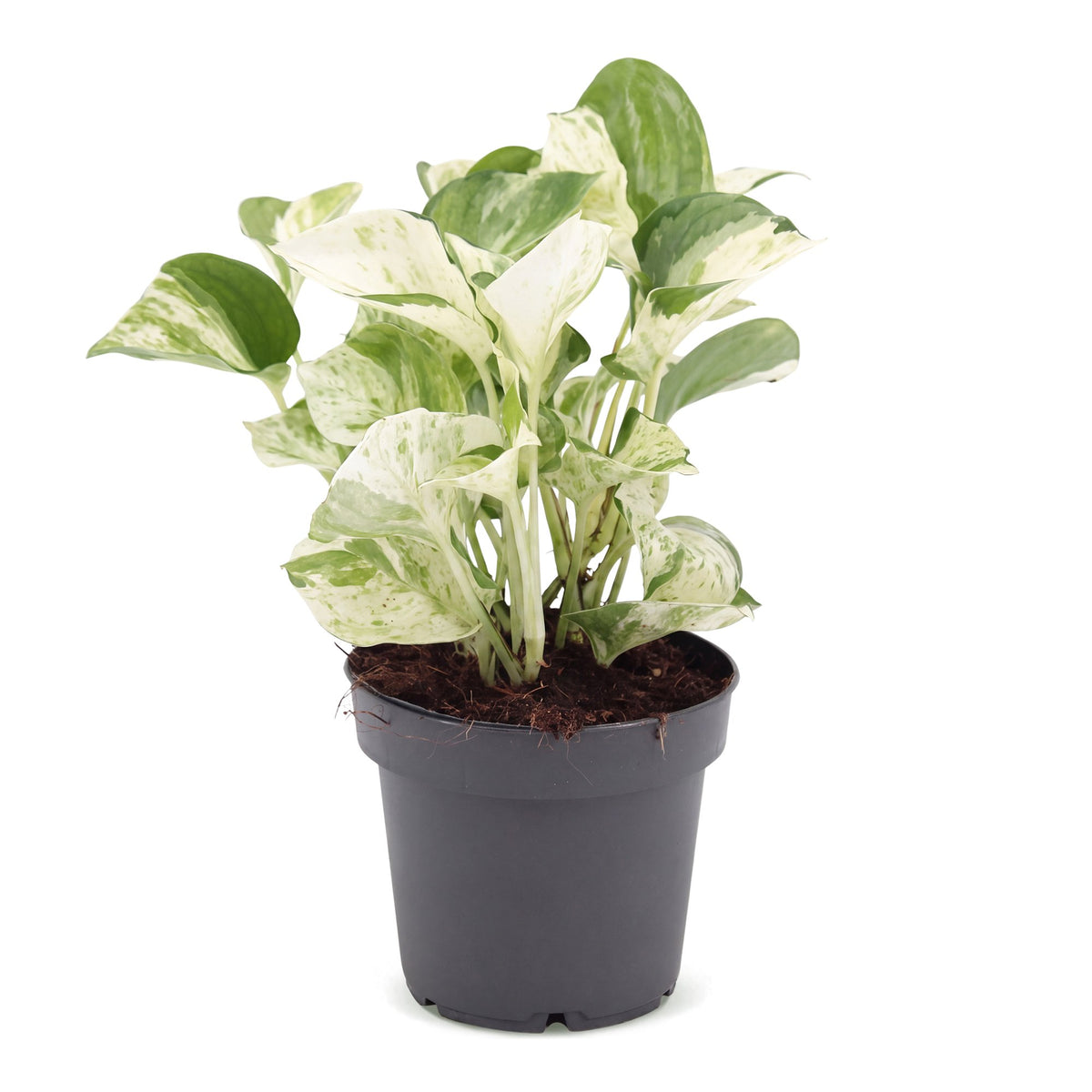 Scindapsus (Epipremnum aureum 'Manjula')