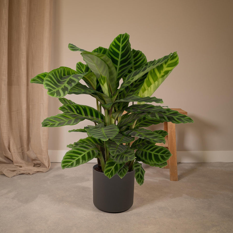 Korbmarante (Calathea zebrina) 75 cm hoch, Topf ø19 cm