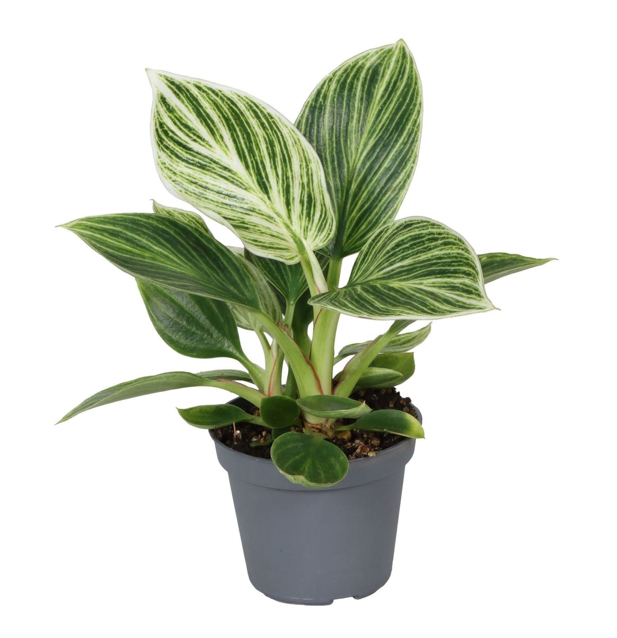 Philodendron 'White Measure' 10 cm høj, potte ø6 cm