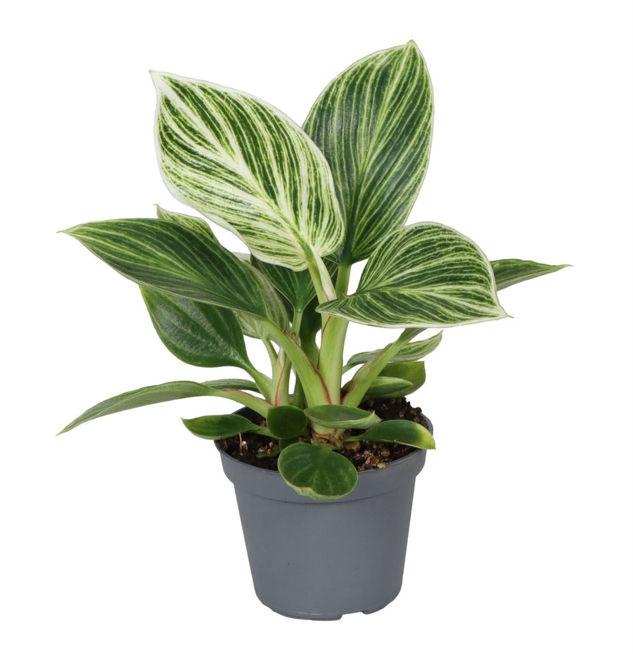Philodendron 'White Measure' 10 cm høj, potte ø6 cm