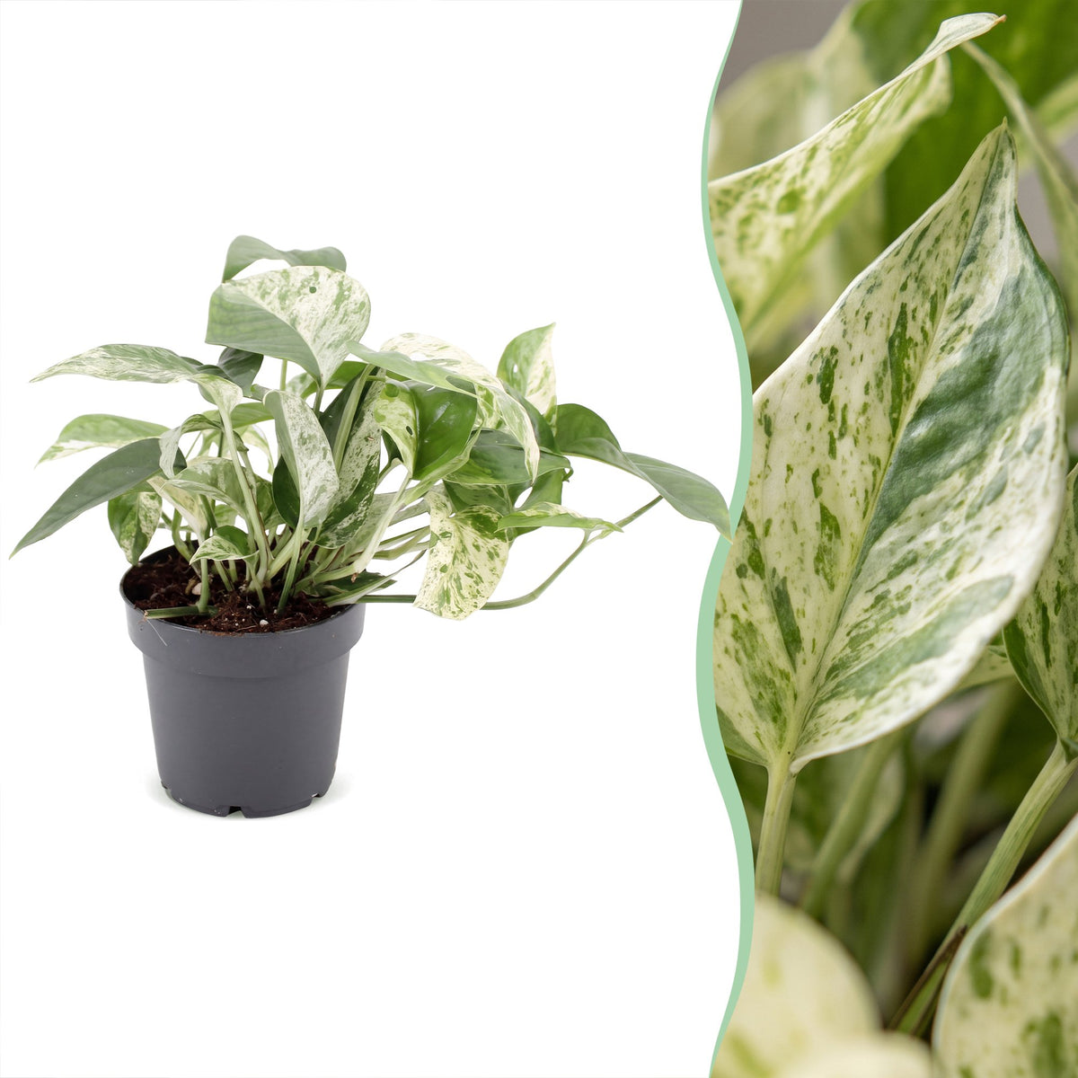 Marmeren scindapsus (Epipremnum 'Marble Variegata')