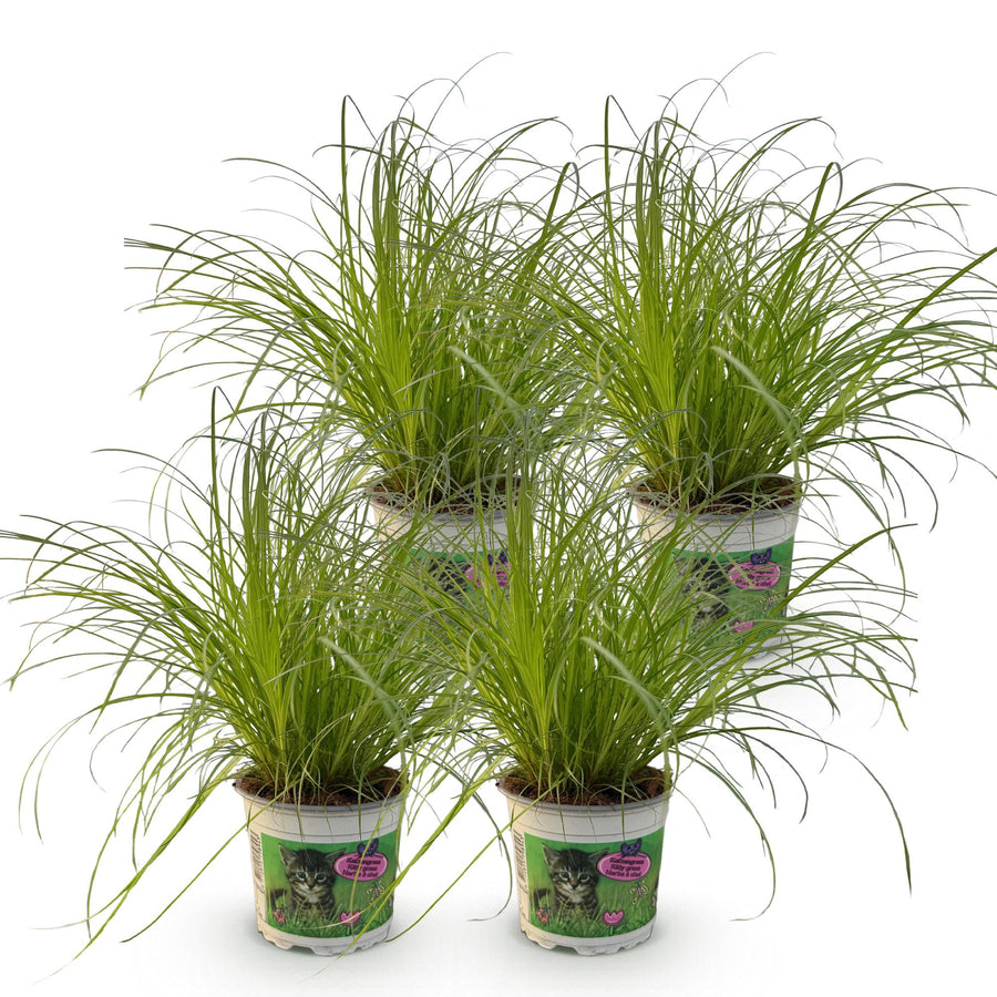 Kattengras mix (4 planten, pot ø12 cm)