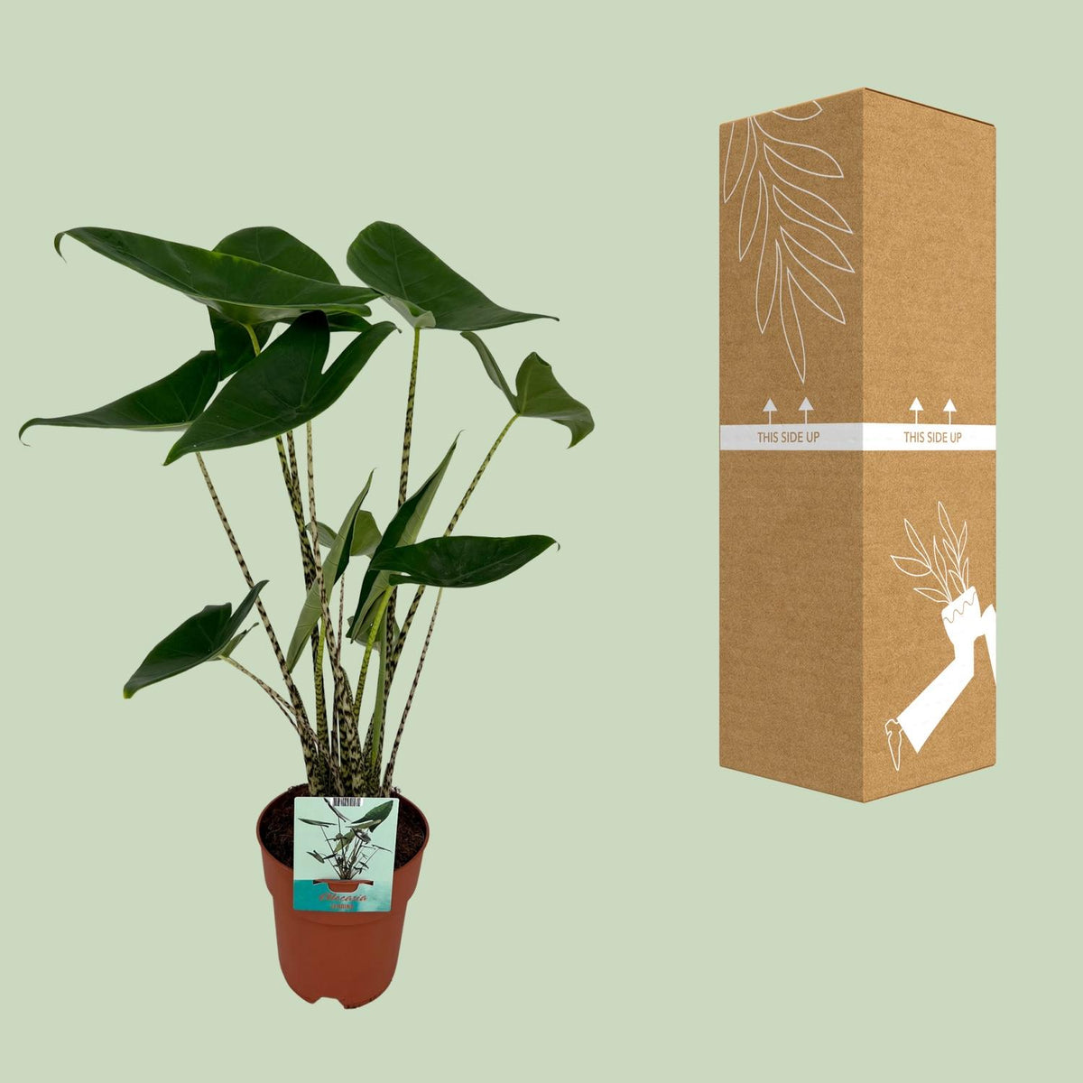 Olifantsoor (Alocasia zebrina)