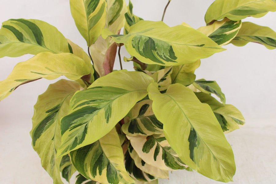 Fiskebensplante (Calathea 'Fusion Yellow') 45-55 cm høj, potte ø14 cm