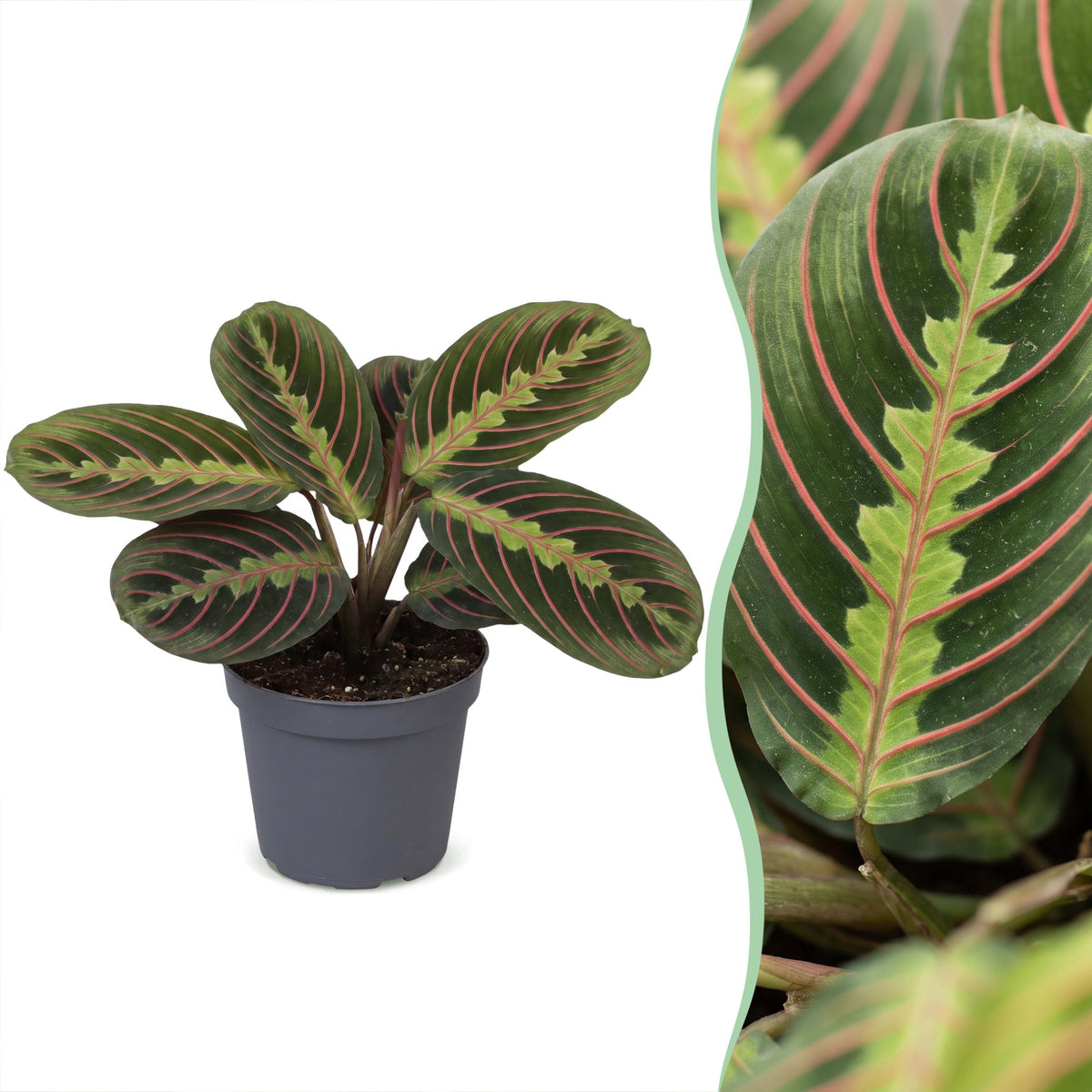 Gebedsplant (Maranta leuconeura 'Fascinator Tricolor')