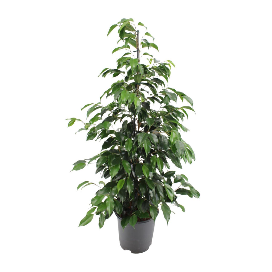 Treurvijg (Ficus benjamina 'Danielle') 95 cm hoog, pot ø21 cm