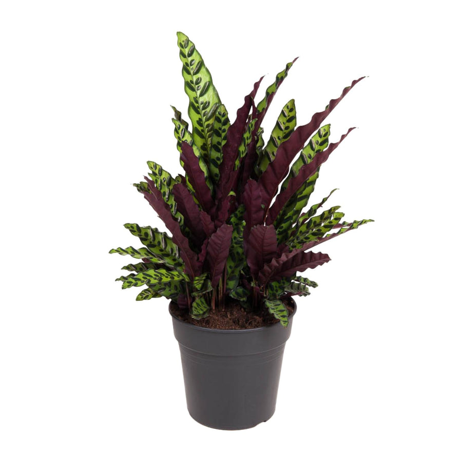 Calathea (Calathea lancifolia) 70 cm de haut, pot ø27 cm