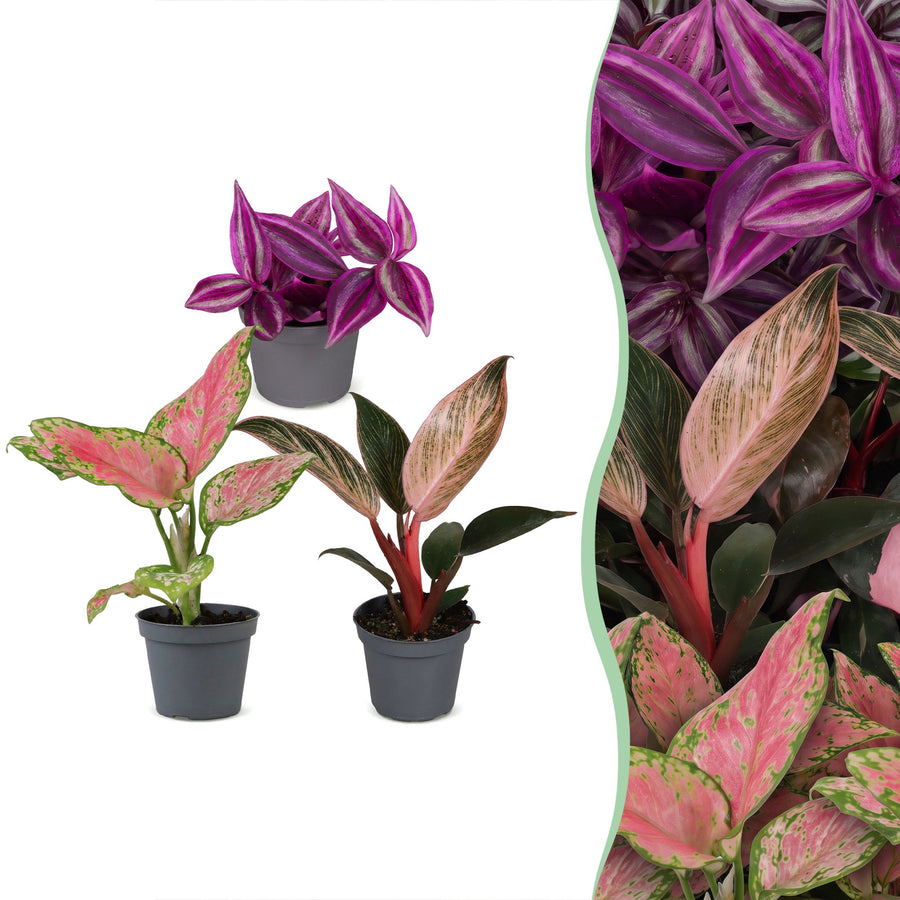 Baby Paradise Mix (3 planter, potte ø6 cm)