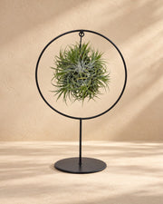 Luchtplantjes (Tillandsia) in metalen ring