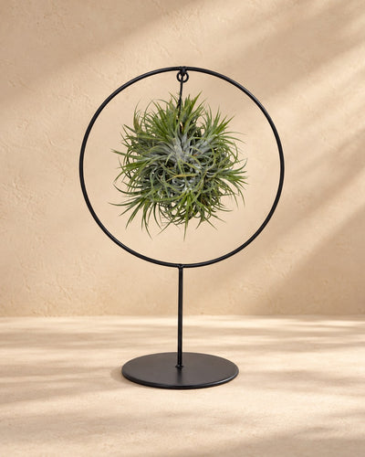 Luchtplantjes (Tillandsia) in metalen ring