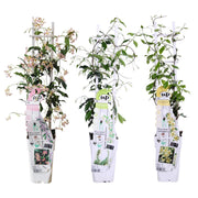 Toscaanse jasmijn mix Trachelospermum (3 klimplanten), 65 cm