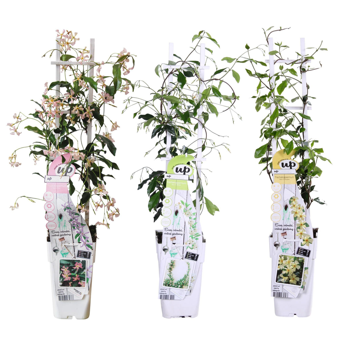 Toscaanse jasmijn mix Trachelospermum (3 klimplanten), 65 cm