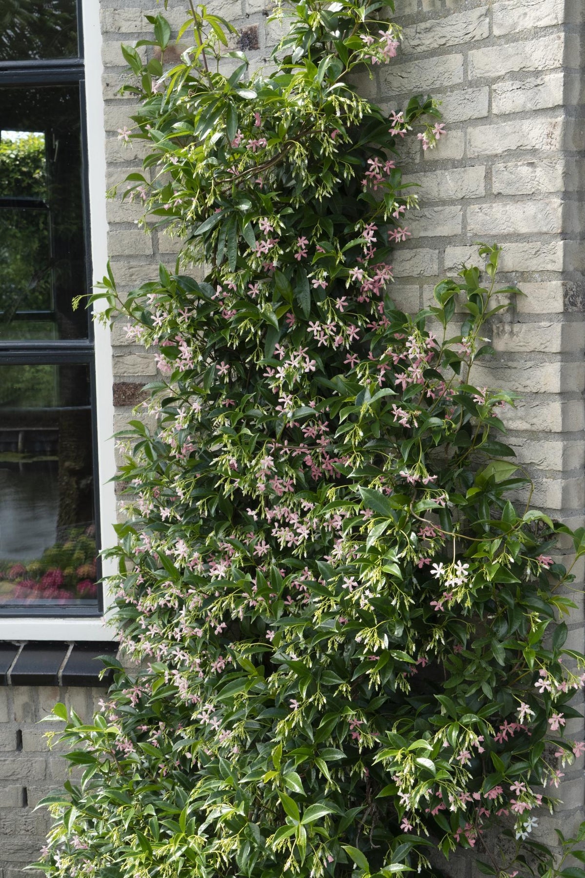 Toscaanse jasmijn mix Trachelospermum (3 klimplanten), 65 cm