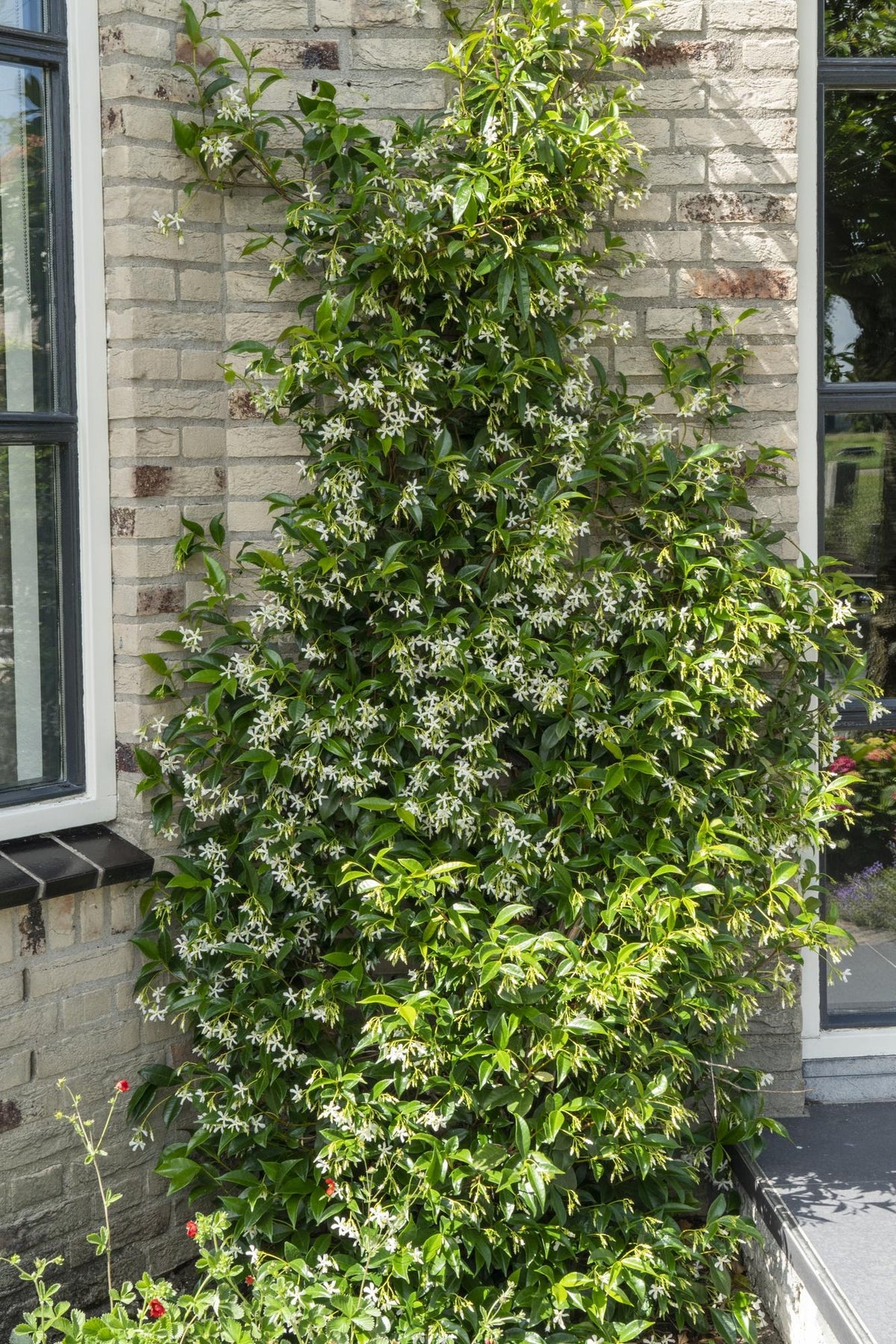 Toscaanse jasmijn mix Trachelospermum (3 klimplanten), 65 cm