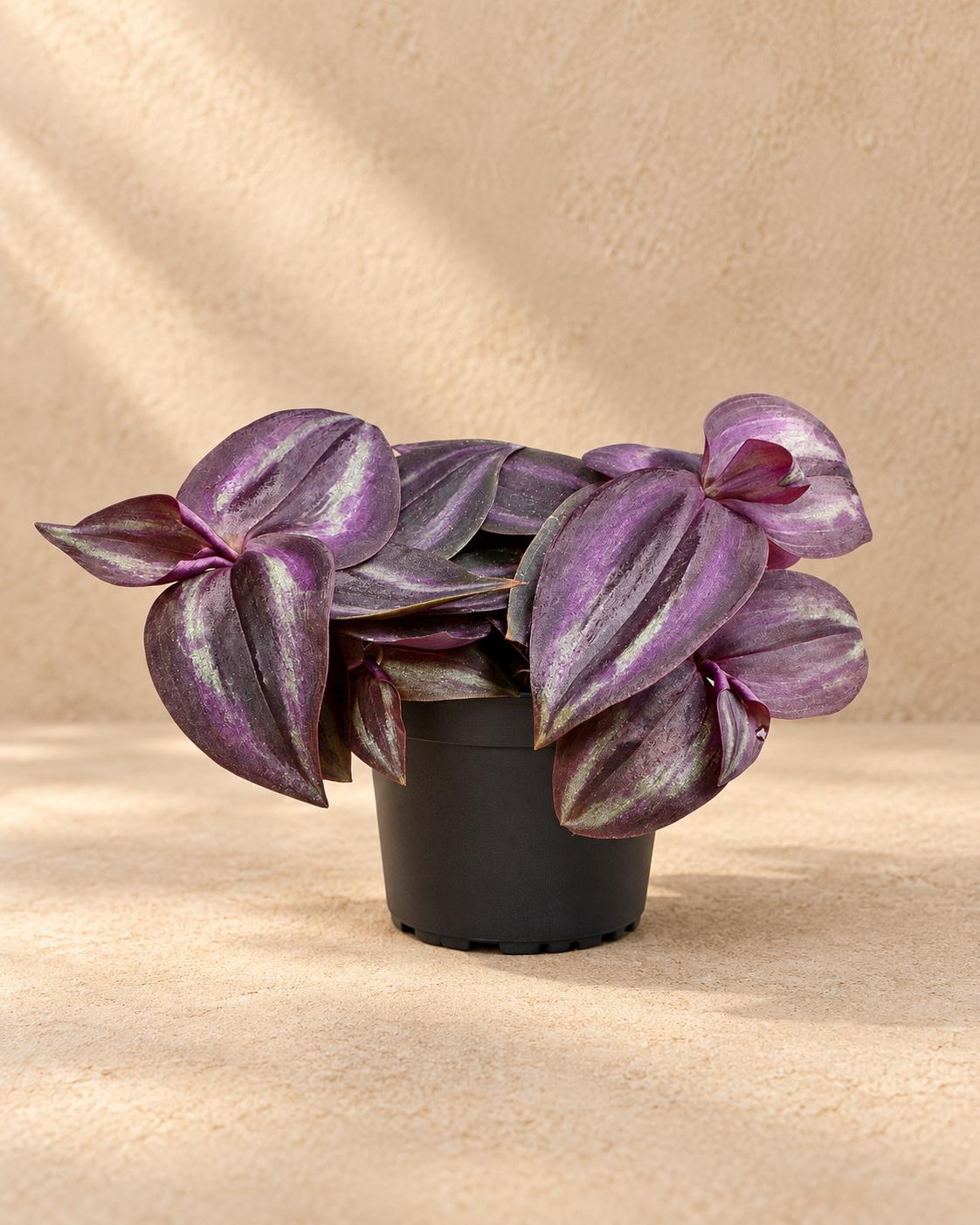 Vaderplant (Tradescantia 'Purple Joy'), 5 cm hoog, pot ø6 cm