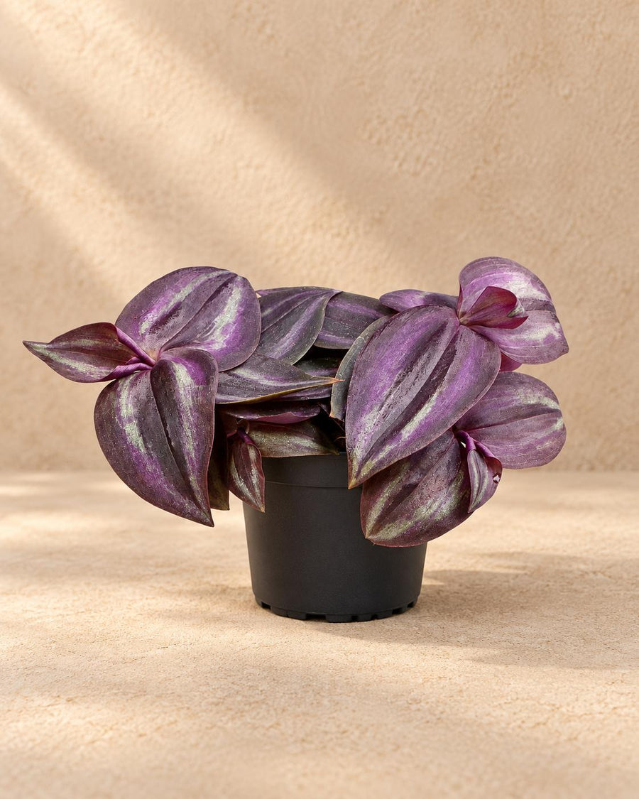 Vaderplant (Tradescantia 'Purple Joy') 5 cm hoog, pot ø6 cm