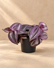 Vaderplant (Tradescantia 'Purple Joy')