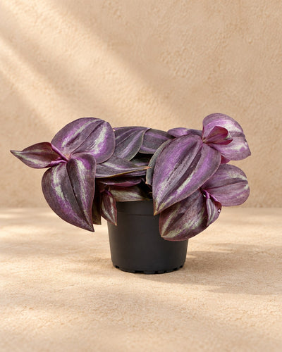 Vaderplant (Tradescantia 'Purple Joy')