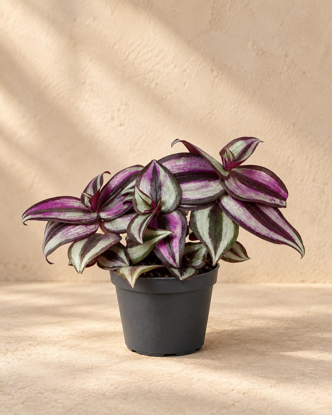 Vaderplant (Tradescantia zebrina 'Pink Joy'), 5 cm hoog, pot ø6 cm