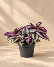 Vaderplant (Tradescantia zebrina 'Pink Joy')