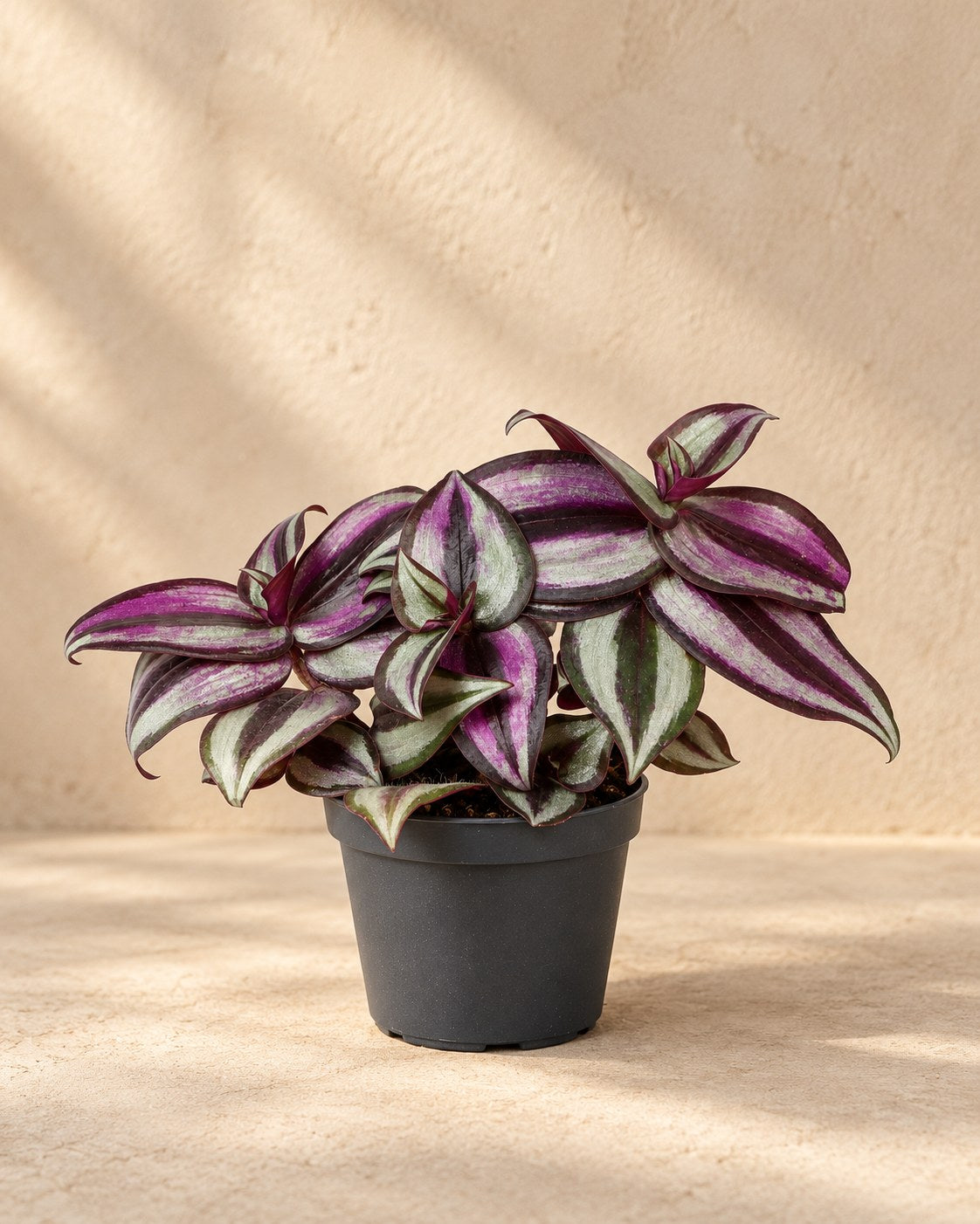 Vaderplant (Tradescantia zebrina 'Pink Joy')