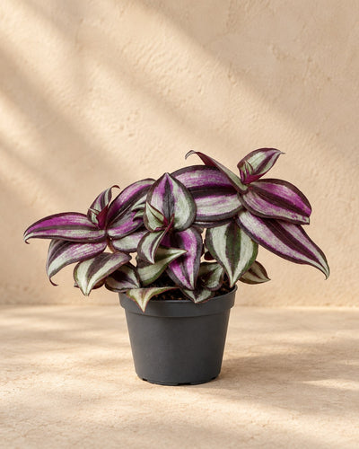 Vaderplant (Tradescantia zebrina 'Pink Joy')