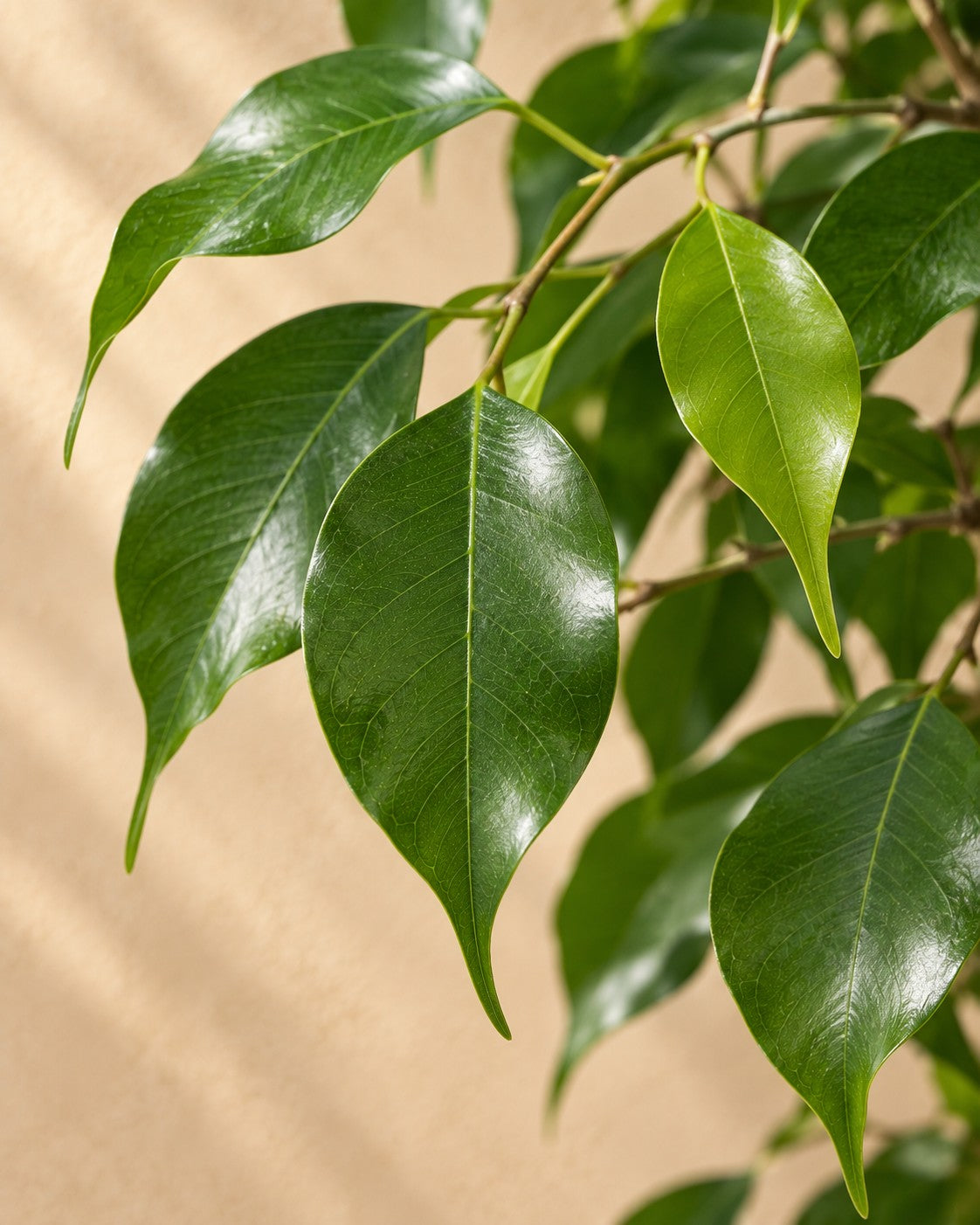 Primer plano de las hojas de Ficus benjamina con tronco trenzado