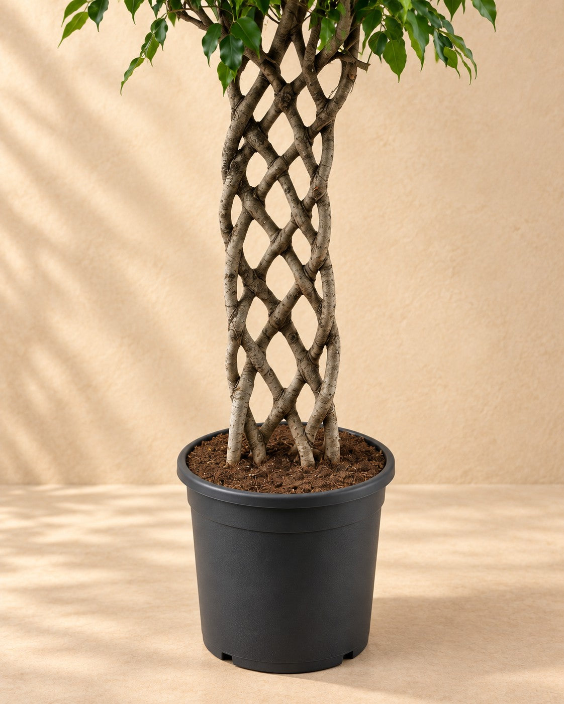 Parte inferior de Ficus benjamina con tronco trenzado con su maceta de cultivo