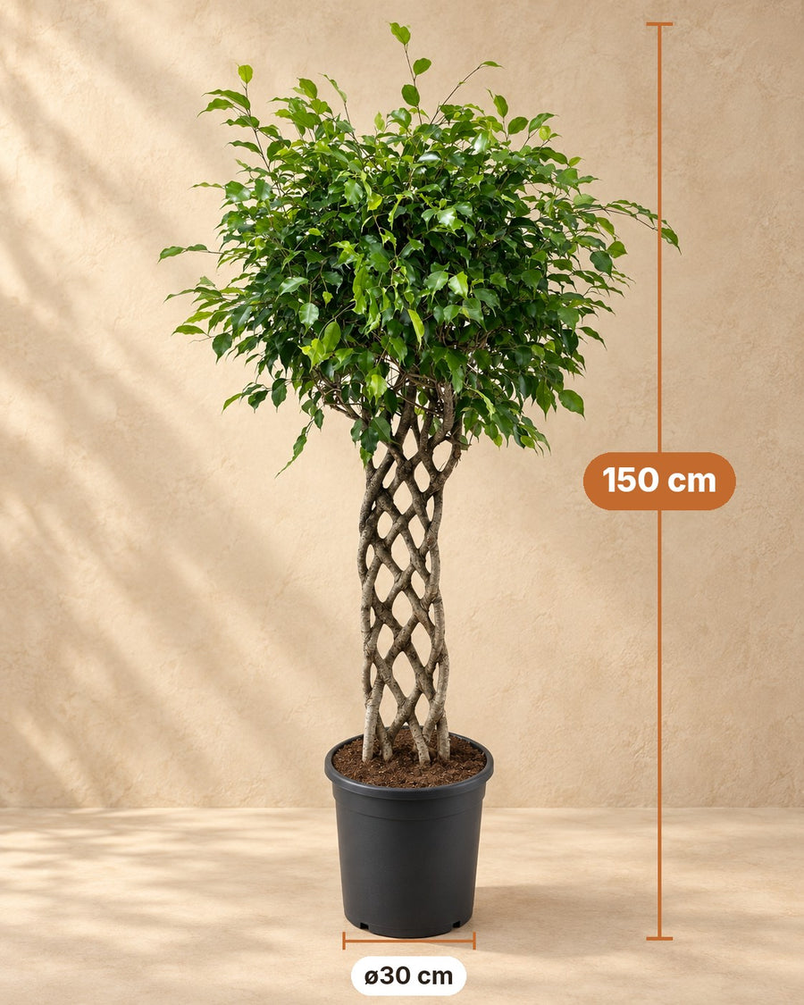 Ficus benjamina con tronco trenzado 150 cm de altura, maceta ø30 cm