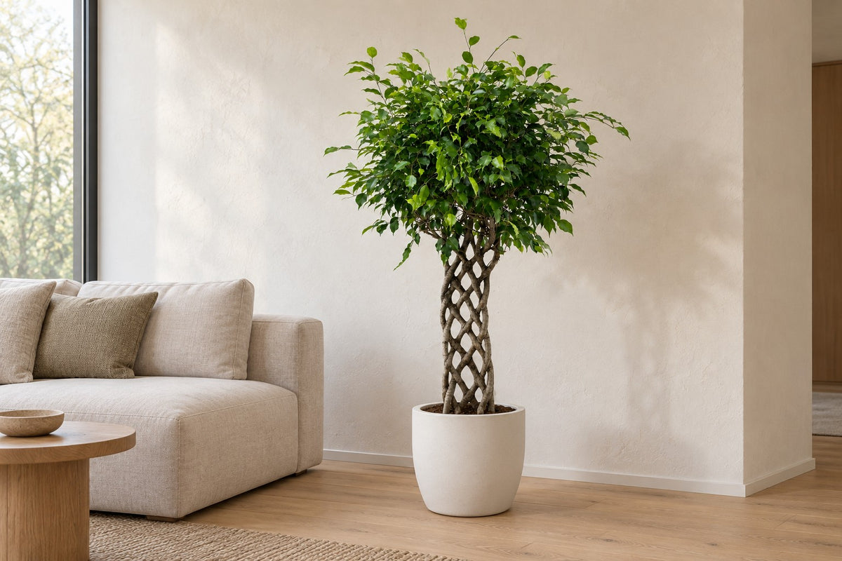 Ficus benjamina con tronco trenzado, 150 cm, en a white ceramic planter en un salón luminoso