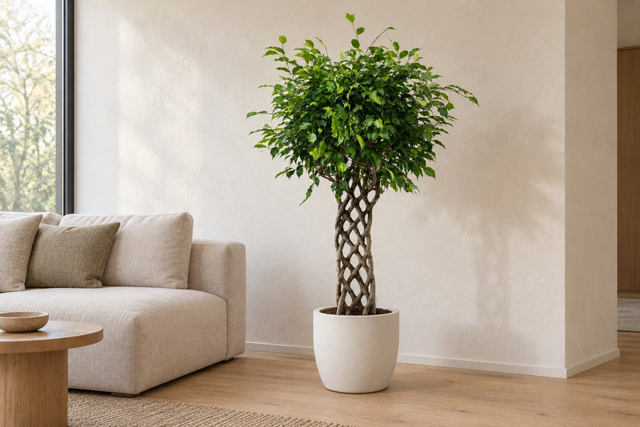 Ficus benjamina con tronco trenzado 150 cm de altura, maceta ø30 cm