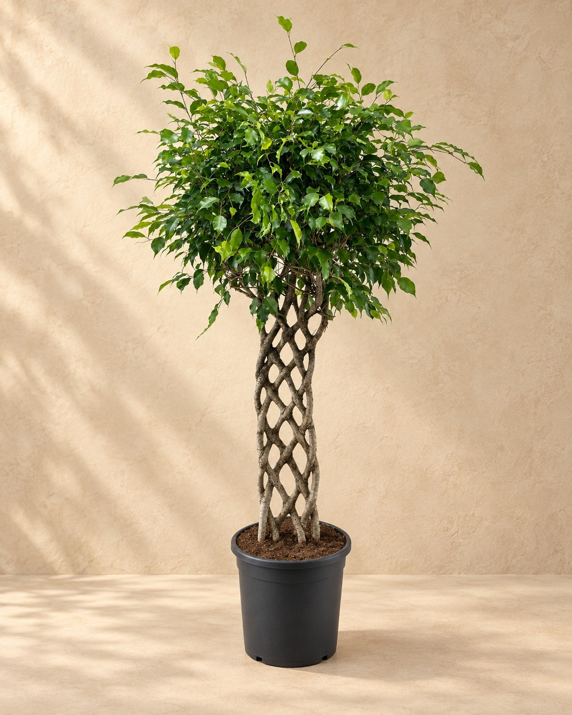 Treurvijg (Ficus benjamina) van 150 cm hoog in kweekpot van 30 cm
