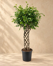 Ficus benjamina con tronco trenzado, 150 cm de altura en maceta de cultivo de 30 cm