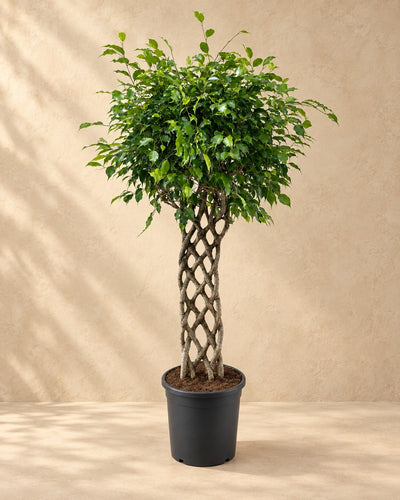 Ficus benjamina con tronco trenzado, 150 cm de altura en maceta de cultivo de 30 cm