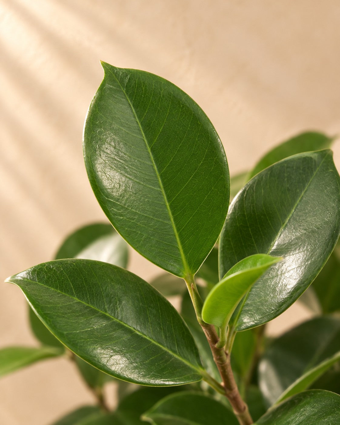 Close-up van het blad van de Treurvijg Moclame (Ficus microcarpa 'Moclame')