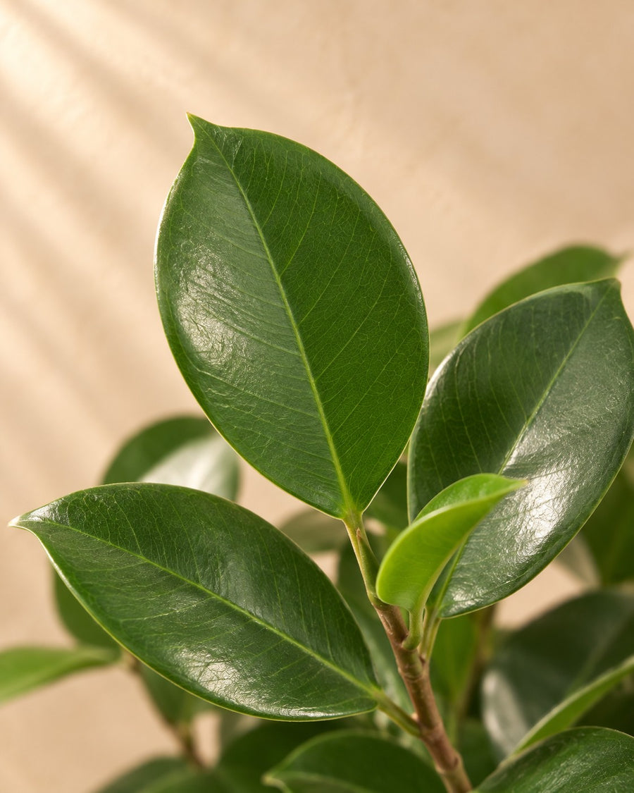 Ficus Moclame (Ficus microcarpa) 100 cm di altezza, vaso ø23 cm