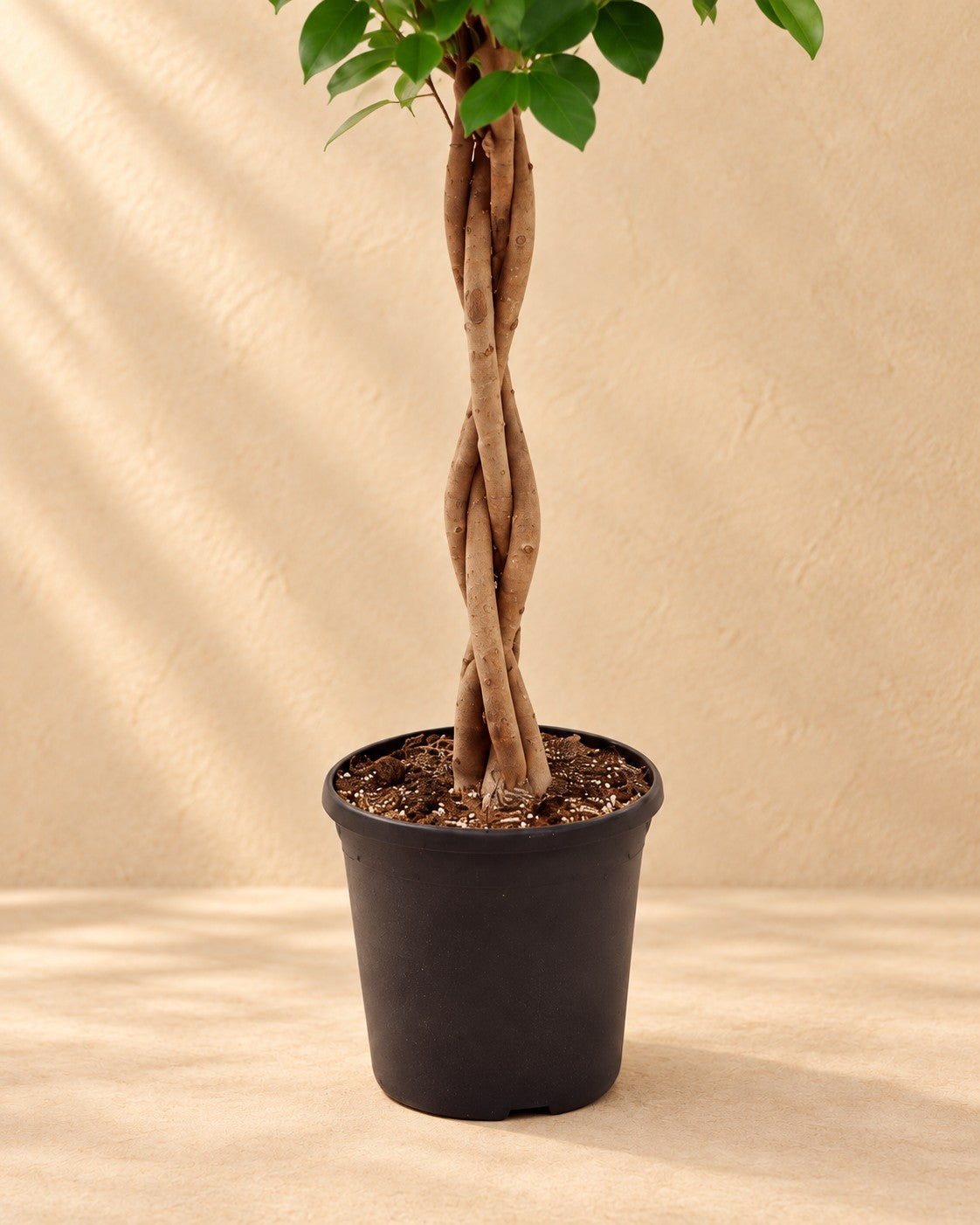 Parte bassa di Ficus Moclame (Ficus microcarpa 'Moclame') con il vaso di coltivazione